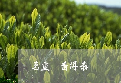 茗重 普洱茶/2023042706984